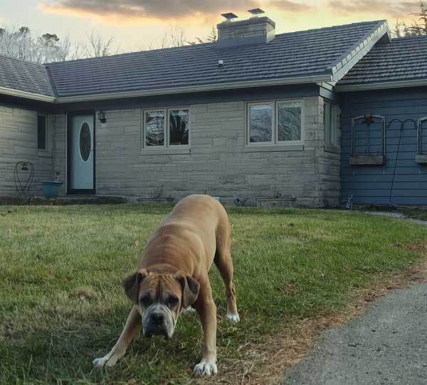 boxer dog standing on grass in front off a house with a new roof